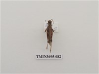 藏品(直翅目(3))的圖片